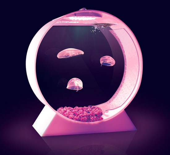 jellyfish development